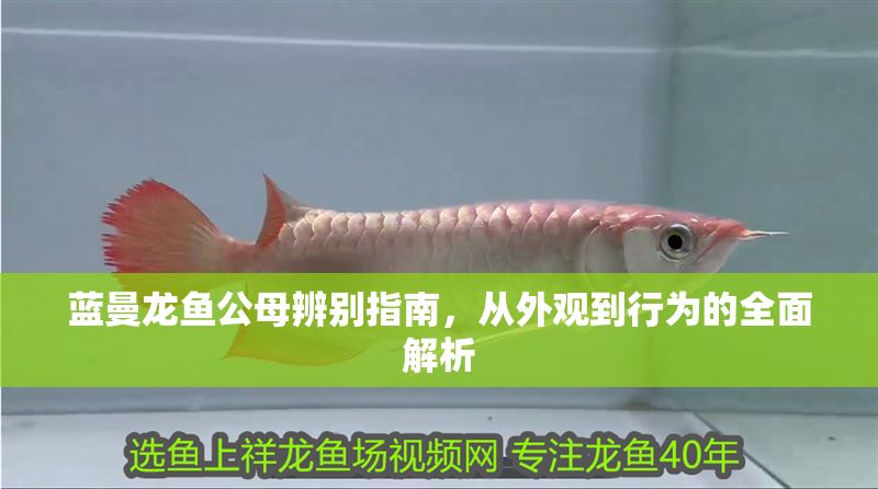 藍曼龍魚公母辨別指南，從外觀到行為的全面解析
