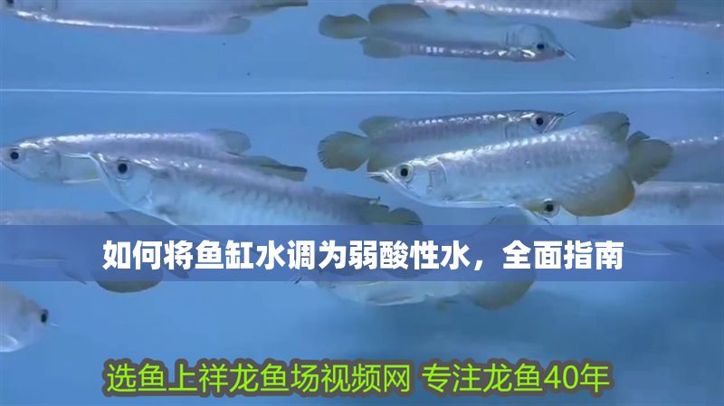 如何將魚缸水調為弱酸性水，全面指南