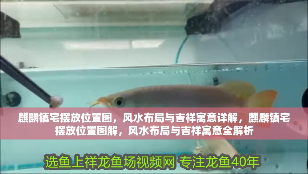 麒麟鎮宅擺放位置圖，風水布局與吉祥寓意詳解，麒麟鎮宅擺放位置圖解，風水布局與吉祥寓意全解析