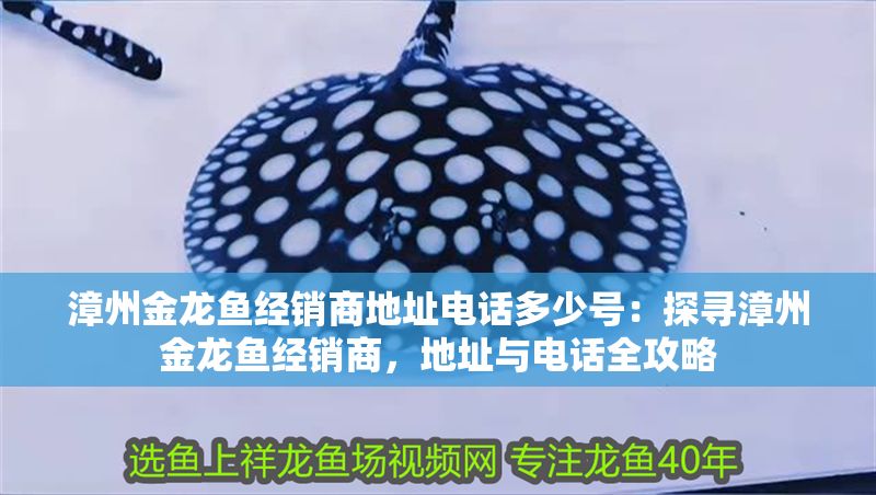 漳州金龍魚經銷商地址電話多少號：探尋漳州金龍魚經銷商，地址與電話全攻略