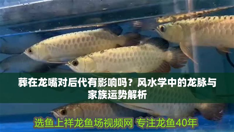 葬在龍嘴對后代有影響嗎？風水學中的龍脈與家族運勢解析