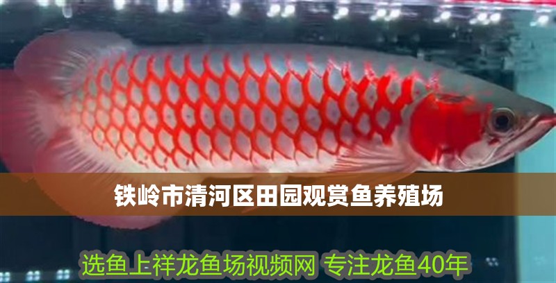 鐵嶺市清河區田園觀賞魚養殖場