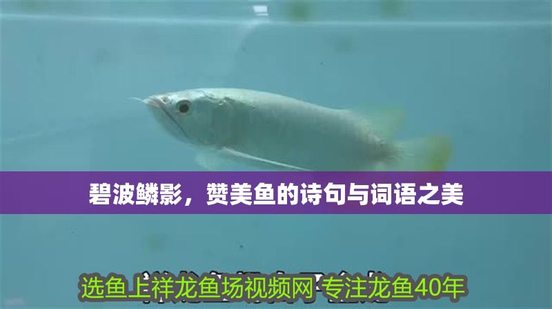 碧波鱗影，贊美魚的詩句與詞語之美