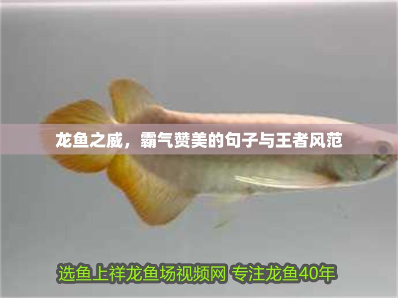 龍魚之威，霸氣贊美的句子與王者風范