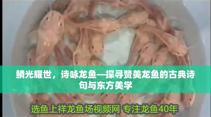 鱗光耀世，詩詠龍魚—探尋贊美龍魚的古典詩句與東方美學