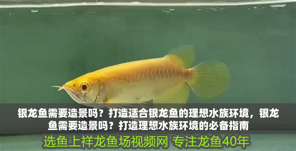 銀龍魚需要造景嗎？打造適合銀龍魚的理想水族環境，銀龍魚需要造景嗎？打造理想水族環境的必備指南