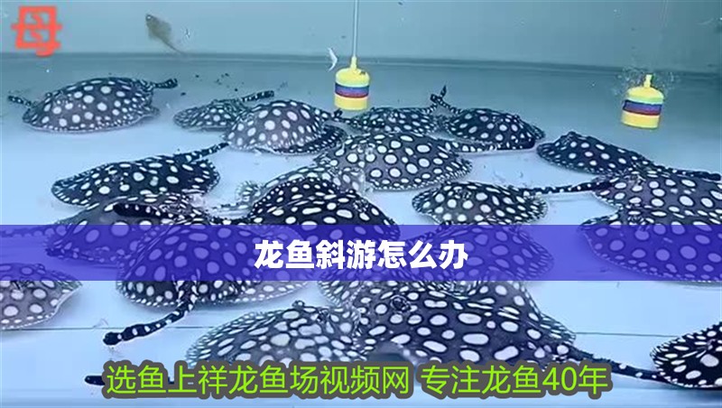 龍魚斜游怎么辦