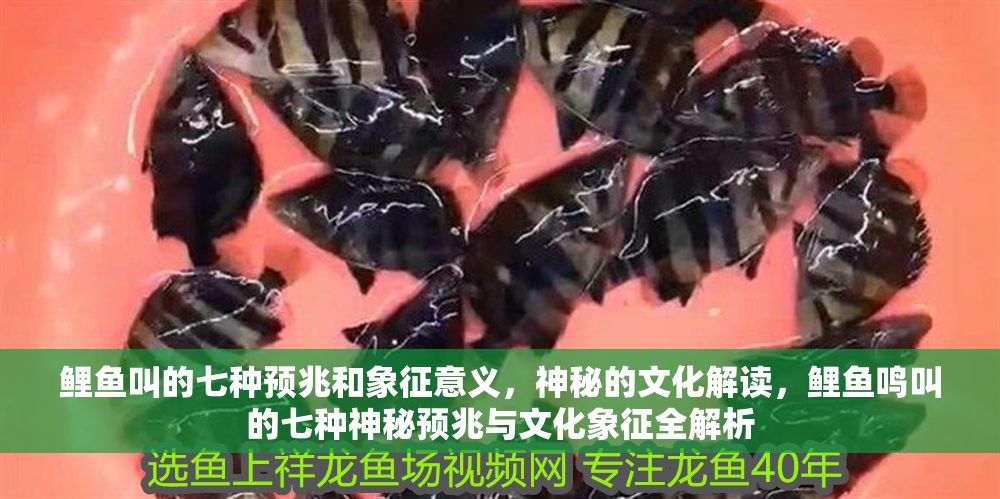 鯉魚叫的七種預(yù)兆和象征意義，神秘的文化解讀，鯉魚鳴叫的七種神秘預(yù)兆與文化象征全解析