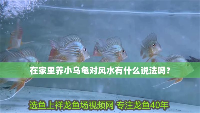 在家里養小烏龜對風水有什么說法嗎？
