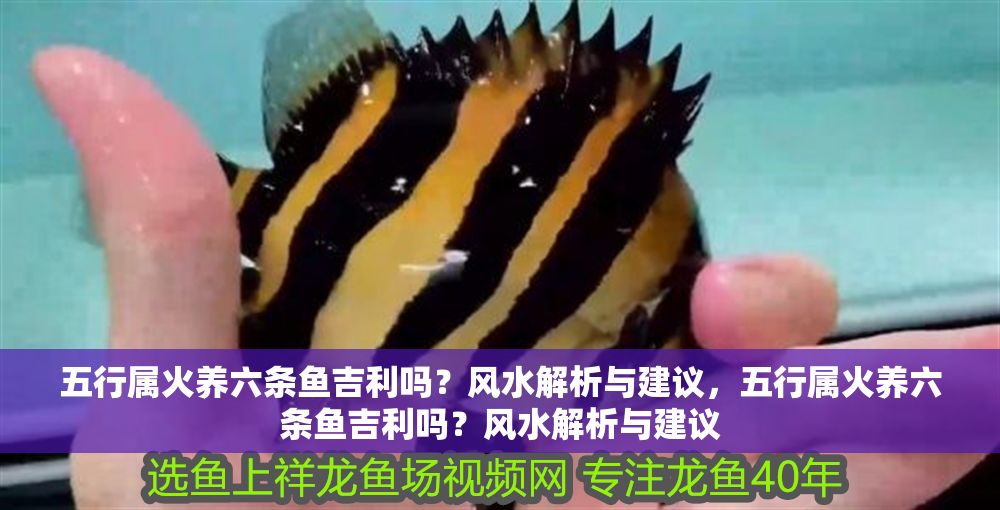 五行屬火養(yǎng)六條魚(yú)吉利嗎？風(fēng)水解析與建議，五行屬火養(yǎng)六條魚(yú)吉利嗎？風(fēng)水解析與建議