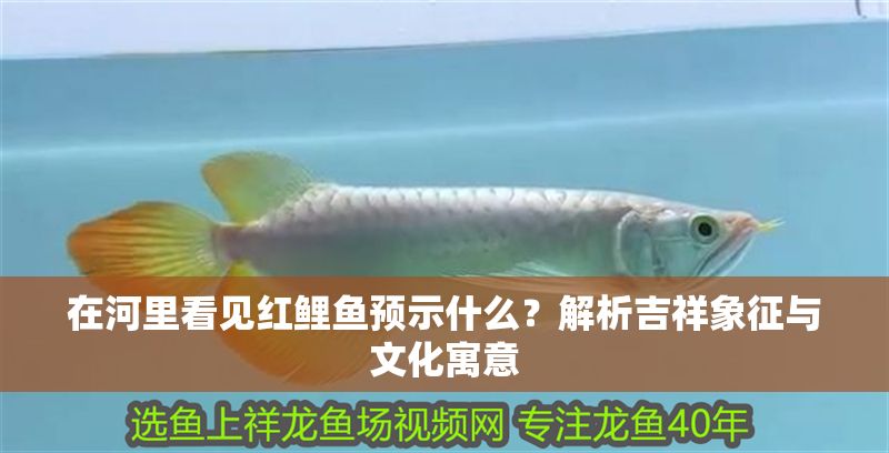 在河里看見紅鯉魚預示什么？解析吉祥象征與文化寓意