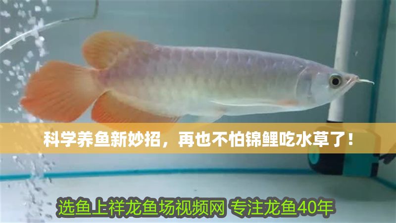 科學(xué)養(yǎng)魚新妙招，再也不怕錦鯉吃水草了！