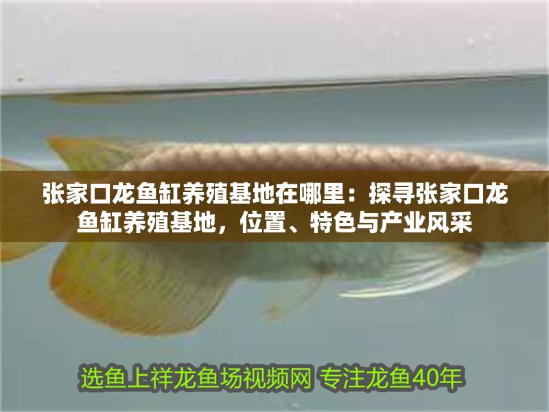 張家口龍魚缸養殖基地在哪里：探尋張家口龍魚缸養殖基地，位置、特色與產業風采