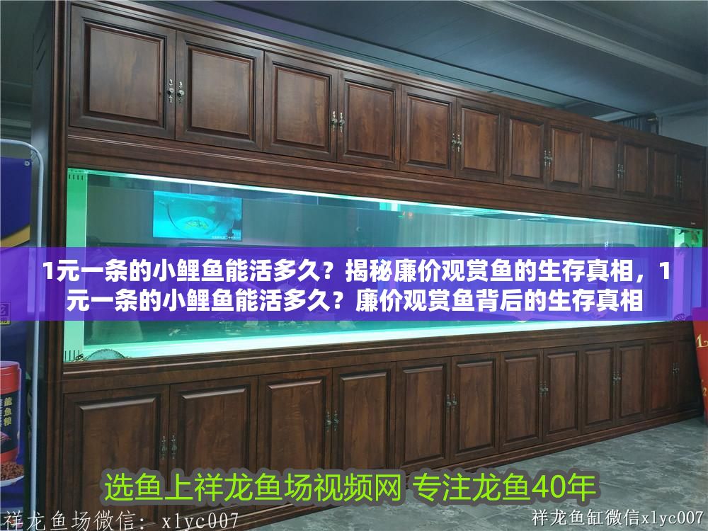 1元一條的小鯉魚能活多久？揭秘廉價觀賞魚的生存真相，1元一條的小鯉魚能活多久？廉價觀賞魚背后的生存真相 1元一條的小鯉魚能活多久？揭秘廉價觀賞魚的生存真相，1元一條的小鯉魚能活多久？廉價觀賞魚背后的生存真相 龍魚百科 第1張