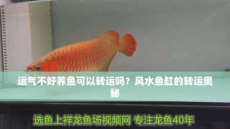 運氣不好養魚可以轉運嗎？風水魚缸的轉運奧秘