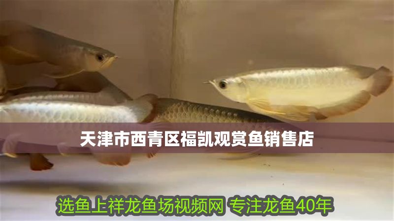 天津市西青區福凱觀賞魚銷售店