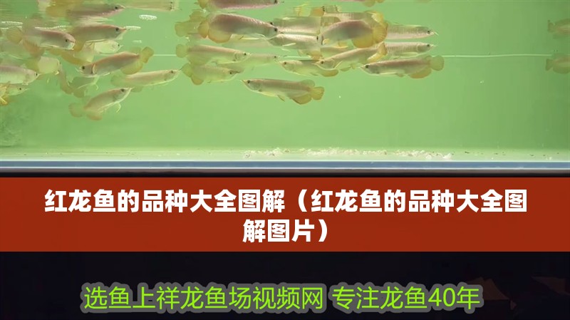 紅龍魚的品種大全圖解（紅龍魚的品種大全圖解圖片）