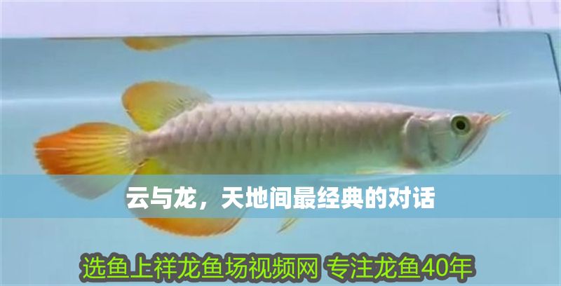 云與龍，天地間最經典的對話