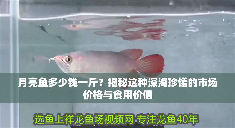 月亮魚多少錢一斤？揭秘這種深海珍饈的市場價格與食用價值