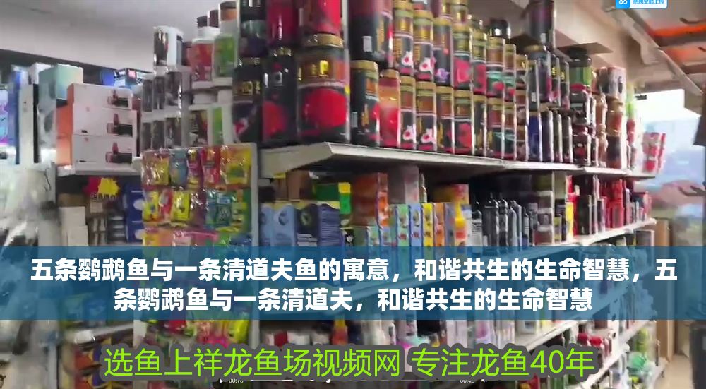 五條鸚鵡魚與一條清道夫魚的寓意，和諧共生的生命智慧，五條鸚鵡魚與一條清道夫，和諧共生的生命智慧 五條鸚鵡魚與一條清道夫魚的寓意，和諧共生的生命智慧，五條鸚鵡魚與一條清道夫，和諧共生的生命智慧 龍魚百科 第1張