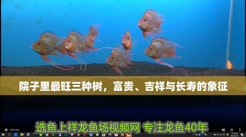 院子里最旺三種樹，富貴、吉祥與長壽的象征