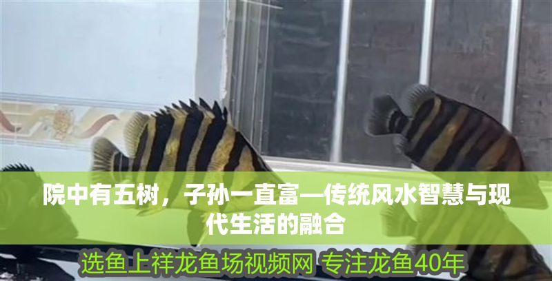 院中有五樹,子孫一直富—傳統風水智慧與現代生活的融合 龍魚百科 第1張 院中有五樹,子孫一直富—傳統風水智慧與現代生活的融合 院中有五樹,子孫一直富—傳統風水智慧與現代生活的融合 龍魚百科 第1張