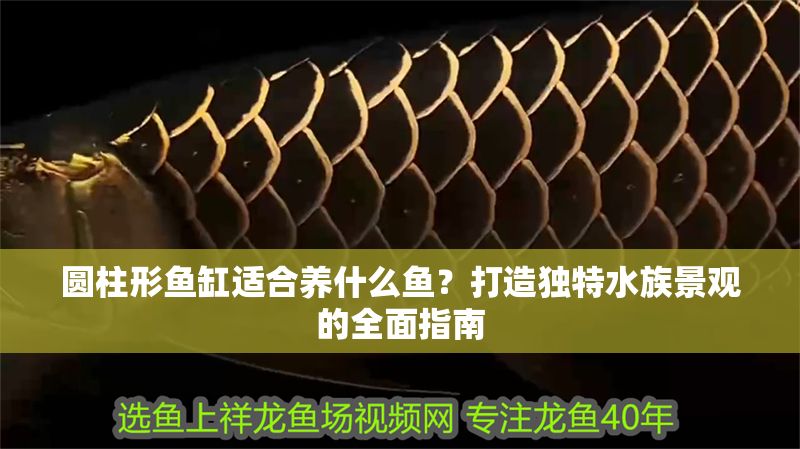 圓柱形魚缸適合養(yǎng)什么魚？打造獨(dú)特水族景觀的全面指南