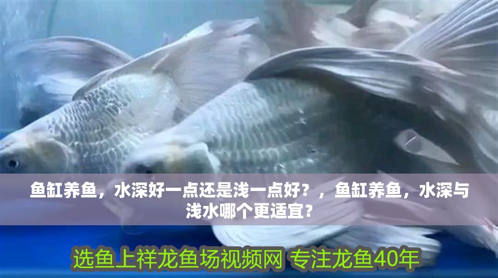 魚缸養(yǎng)魚，水深好一點(diǎn)還是淺一點(diǎn)好？，魚缸養(yǎng)魚，水深與淺水哪個更適宜？