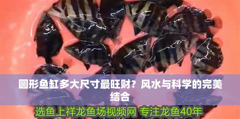 圓形魚缸多大尺寸最旺財(cái)？風(fēng)水與科學(xué)的完美結(jié)合 圓形魚缸多大尺寸最旺財(cái)？風(fēng)水與科學(xué)的完美結(jié)合 龍魚百科 第1張