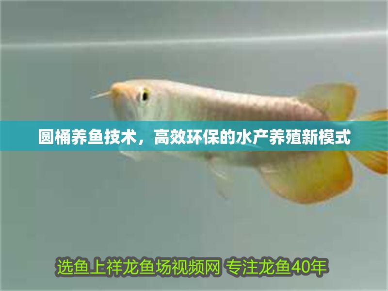 圓桶養魚技術，高效環保的水產養殖新模式