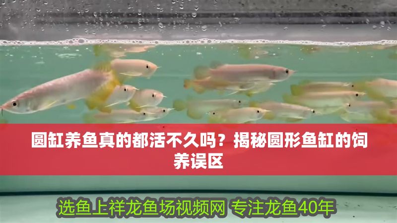 圓缸養魚真的都活不久嗎？揭秘圓形魚缸的飼養誤區