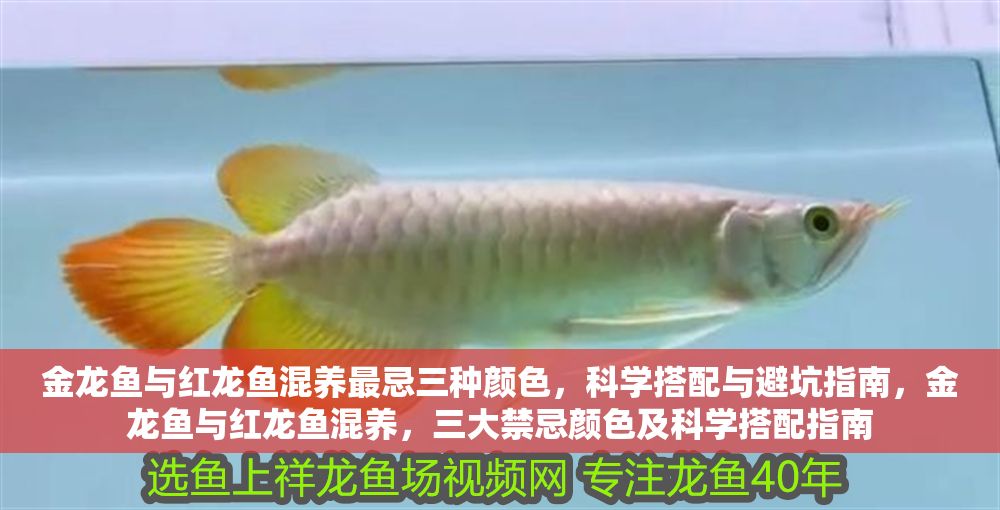 金龍魚與紅龍魚混養(yǎng)最忌三種顏色，科學(xué)搭配與避坑指南，金龍魚與紅龍魚混養(yǎng)，三大禁忌顏色及科學(xué)搭配指南