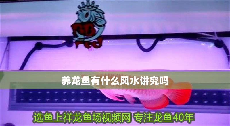 養龍魚有什么風水講究嗎