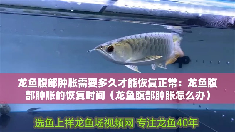 龍魚腹部腫脹需要多久才能恢復正常：龍魚腹部腫脹的恢復時間（龍魚腹部腫脹怎么辦）