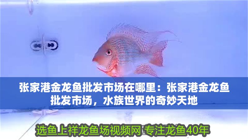 張家港金龍魚批發市場在哪里：張家港金龍魚批發市場，水族世界的奇妙天地