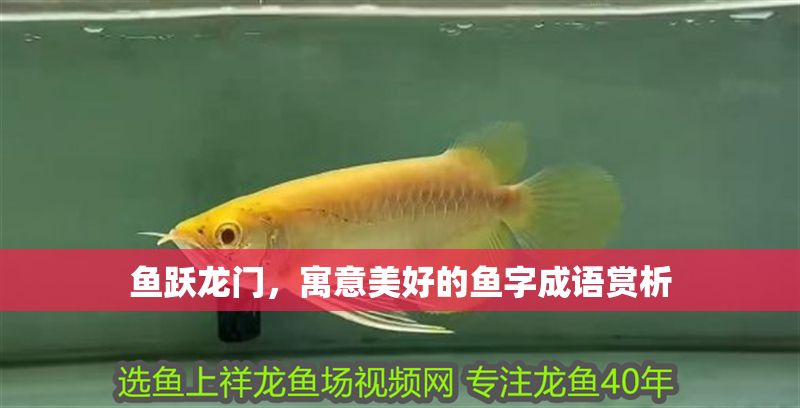 魚躍龍門，寓意美好的魚字成語賞析