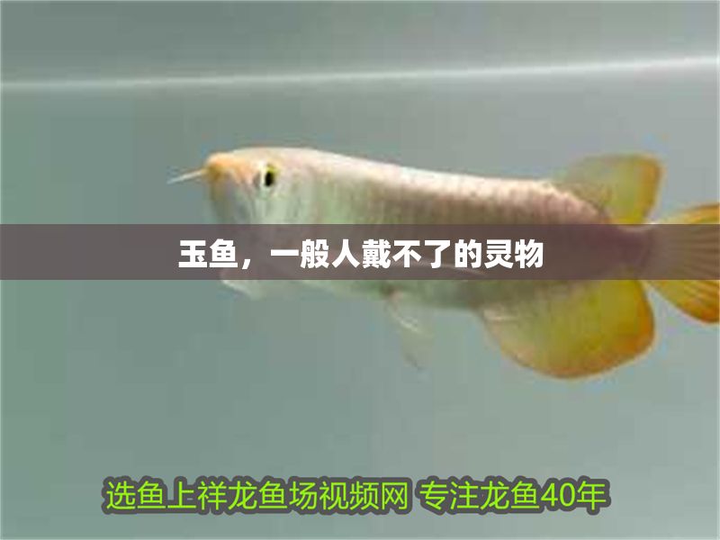 玉魚，一般人戴不了的靈物