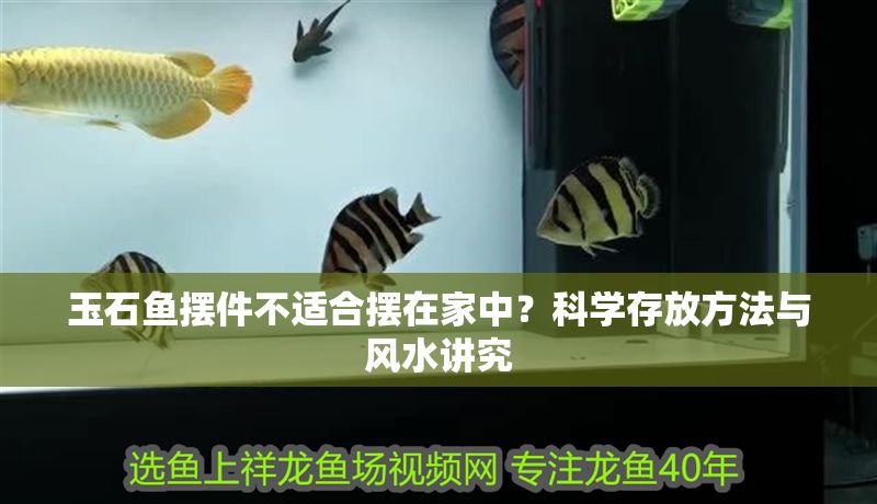 玉石魚擺件不適合擺在家中？科學存放方法與風水講究
