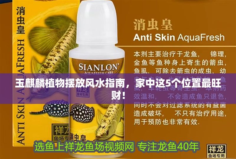 玉麒麟植物擺放風水指南，家中這5個位置最旺財！