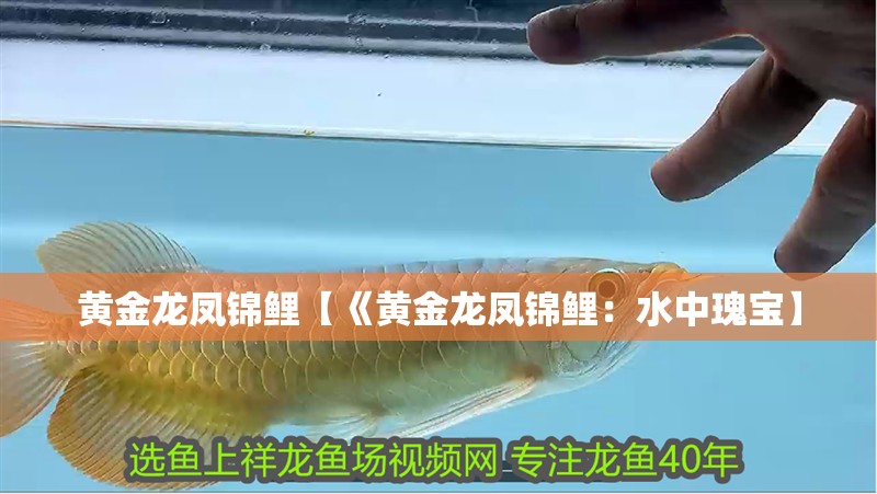 黃金龍鳳錦鯉【《黃金龍鳳錦鯉：水中瑰寶】