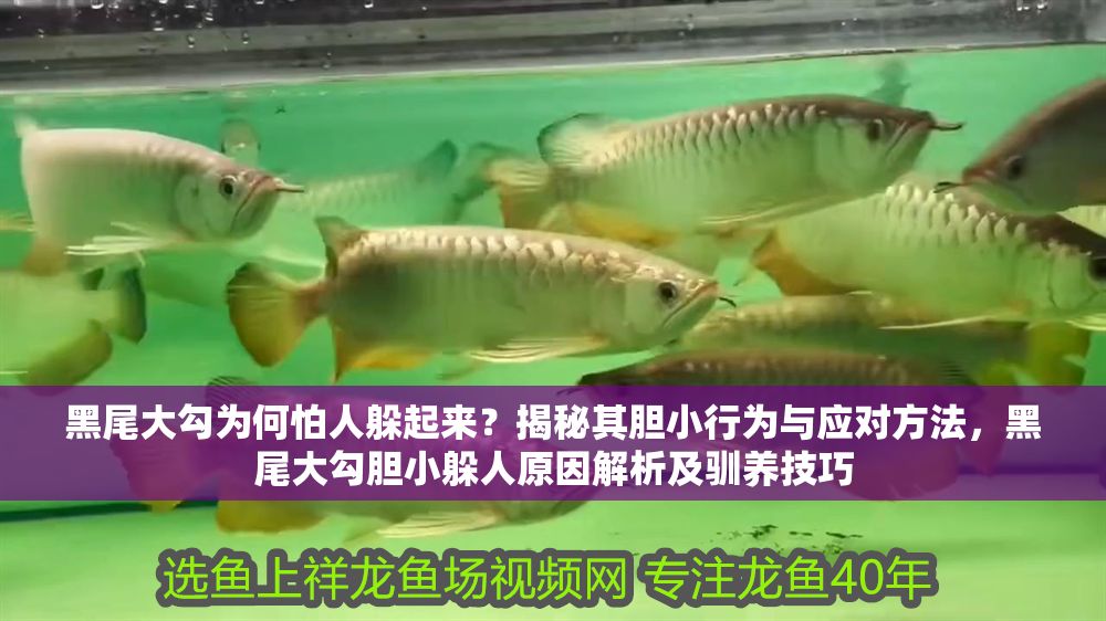 黑尾大勾為何怕人躲起來(lái)？揭秘其膽小行為與應(yīng)對(duì)方法，黑尾大勾膽小躲人原因解析及馴養(yǎng)技巧