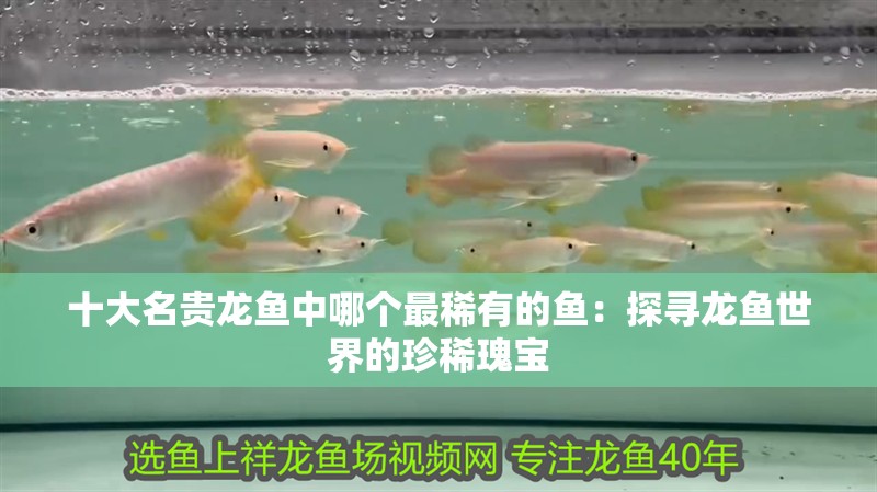 十大名貴龍魚中哪個最稀有的魚：探尋龍魚世界的珍稀瑰寶
