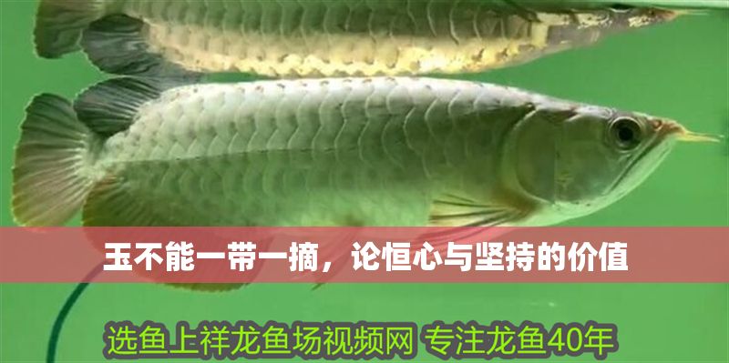 玉不能一帶一摘，論恒心與堅(jiān)持的價(jià)值