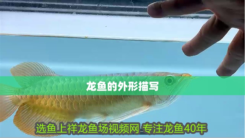 龍魚的外形描寫