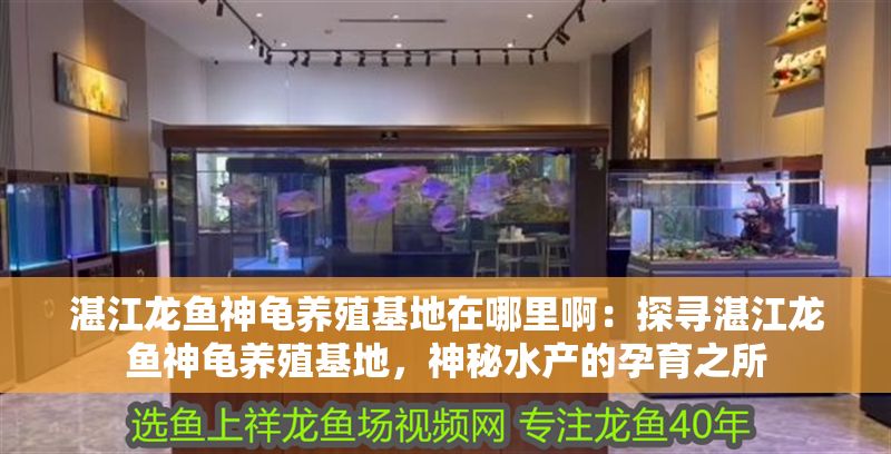 湛江龍魚神龜養殖基地在哪里啊：探尋湛江龍魚神龜養殖基地，神秘水產的孕育之所