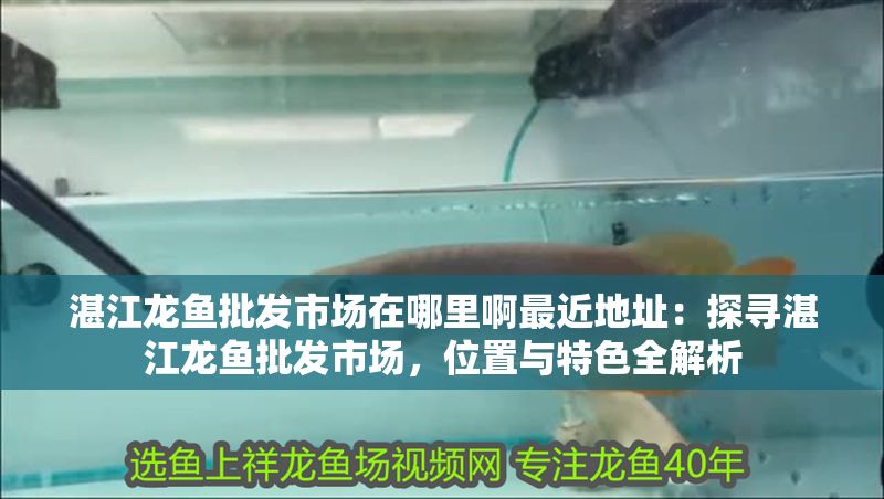 湛江龍魚批發市場在哪里啊最近地址：探尋湛江龍魚批發市場，位置與特色全解析