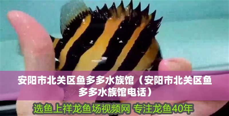 安陽市北關(guān)區(qū)魚多多水族館（安陽市北關(guān)區(qū)魚多多水族館電話）