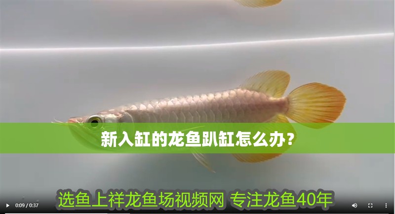 新入缸的龍魚趴缸怎么辦？