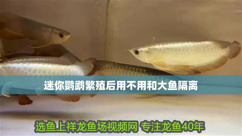 迷你鸚鵡繁殖后用不用和大魚隔離 全國水族館企業名錄 第1張 迷你鸚鵡繁殖后用不用和大魚隔離 迷你鸚鵡繁殖后用不用和大魚隔離 全國水族館企業名錄 第1張