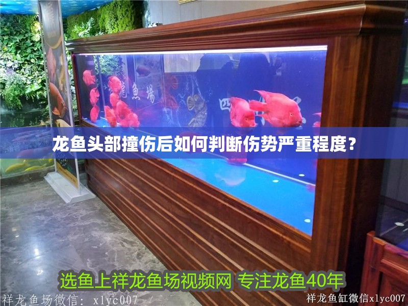 龍魚頭部撞傷后如何判斷傷勢嚴重程度？
